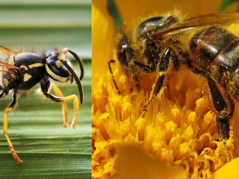 avispa-abeja