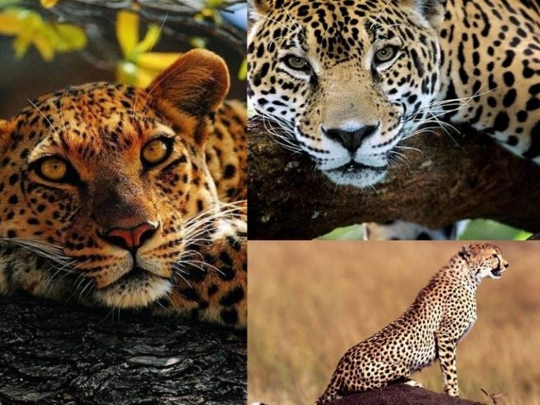 Animales que son 'parientes' y no se nota