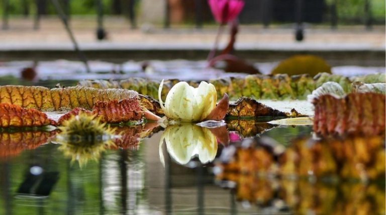 El nenúfar Victoria florece por primera vez en el Real Jardín Botánico