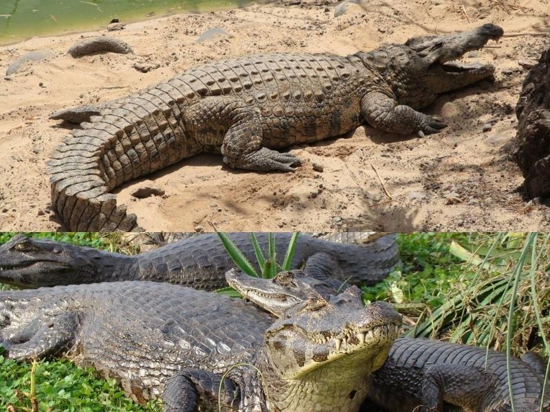 cocodrilo-caiman