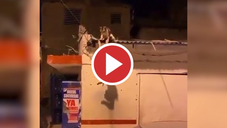 “¡Mufasa!”: Brutal pelea de gatos callejeros que parece sacada del Rey León
