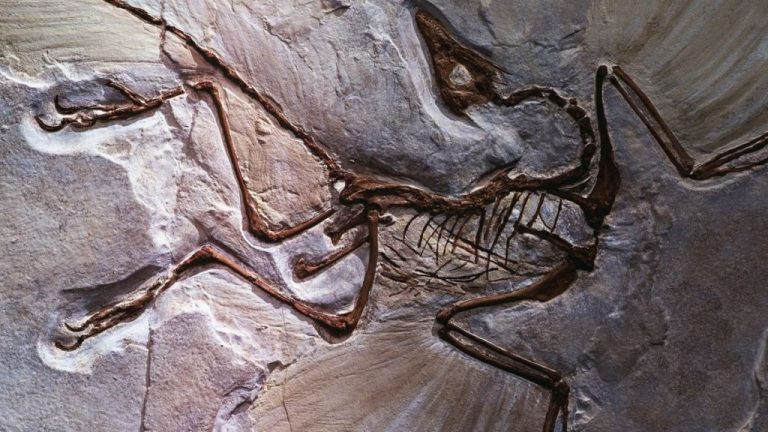 Descubren una nueva extinción masiva hace 233 millones de años