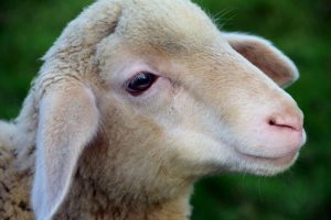 El eclipse solar del 12 de agosto alteró el comportamiento de ovejas, gallinas y équidos, según un estudio