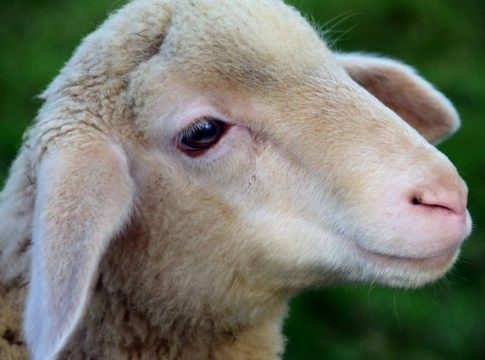 La-leche-de-oveja-tiene-mucho-calcio