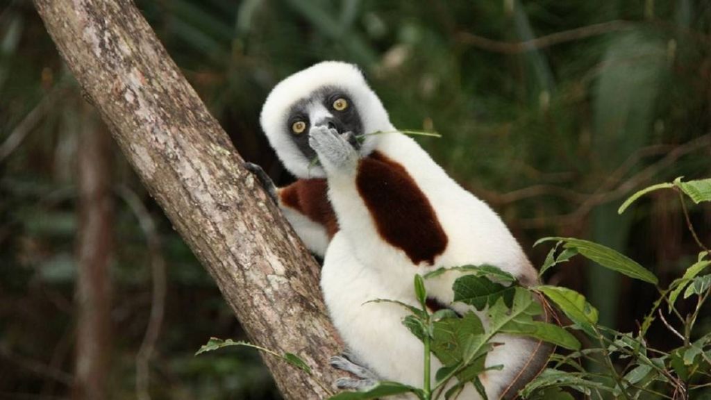 Las fotos más curiosas del Comedy Wildlife Photo Awards 6 Las fotos más curiosas del Comedy Widlife Photo Awards