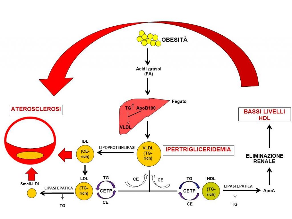 Sindrome metabolica2