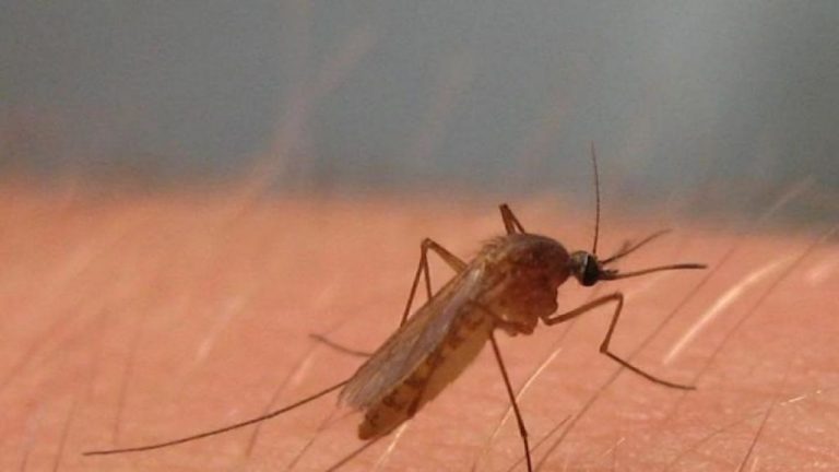 Un hombre de 72 años se convierte en el tercer fallecido por el virus del Nilo en Cádiz