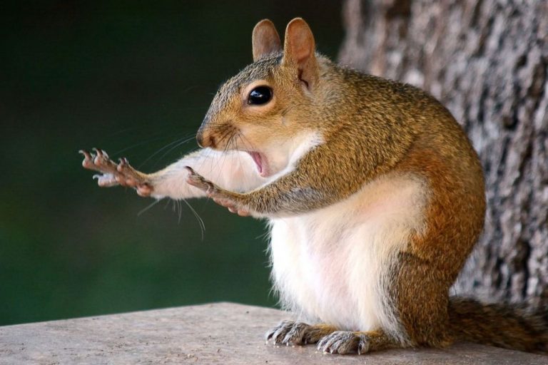 Las fotos más curiosas del Comedy Wildlife Photo Awards