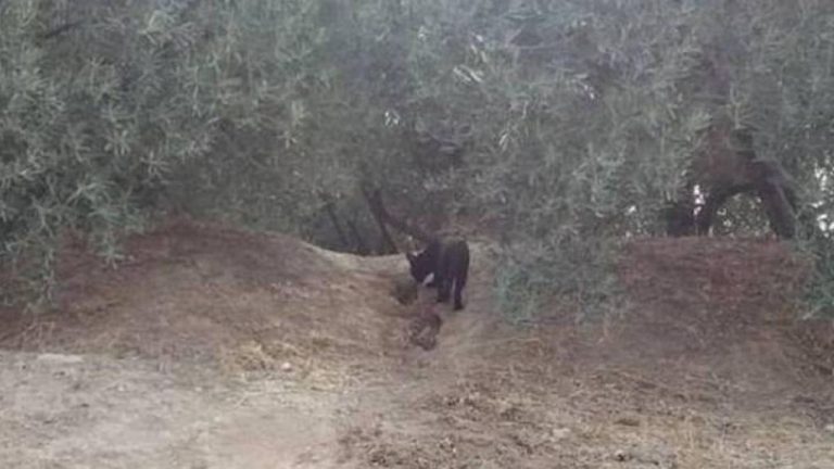 La GC continúa buscando la 