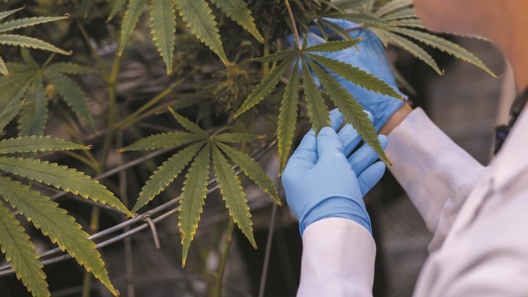 La Fiscalía alerta de un aumento de las plantaciones de cánnabis 'indoor'