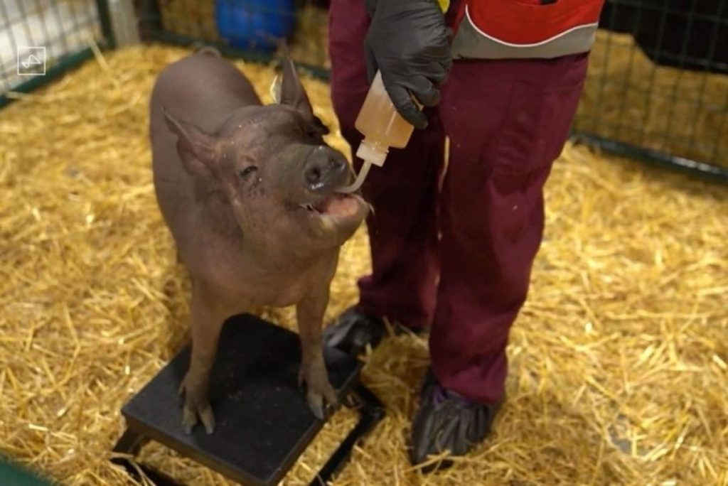 Neuralink: la verdad (y la no tan verdad) de los chips en el cerebro de Elon Musk