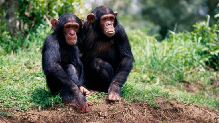 Los chimpancés también pueden sufrir de por vida si quedan huérfanos