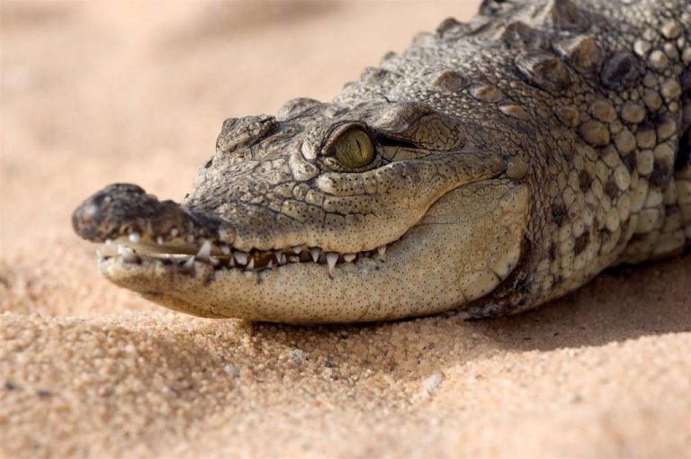 Un fósil robado permite describir una nueva especie de cocodrilo en los Pirineos
