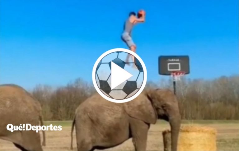 Salta dos elefantes y la vuelca a lo Shaq O´Neal