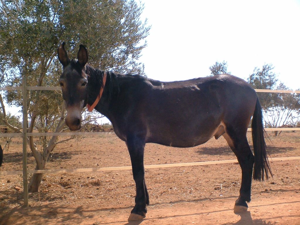 La historia de emule y por qué ha tardado 10 años en sacar una actualización