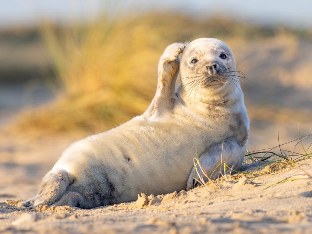 Las fotos más curiosas del Comedy Wildlife Photo Awards 2 Las fotos más curiosas del Comedy Widlife Photo Awards
