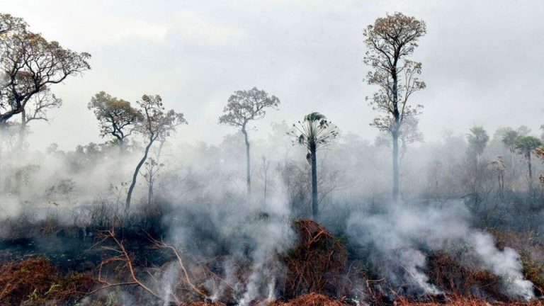 Disminuyen los incendios forestales observados en África Central