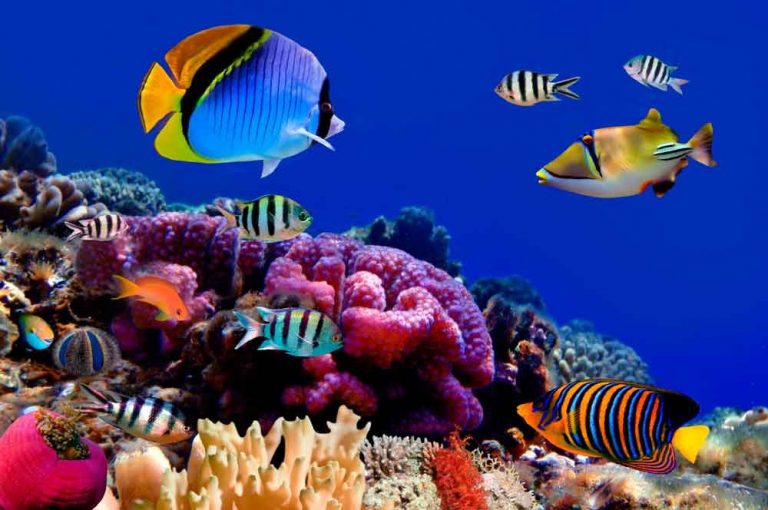 Los animales marinos viven donde el océano es más respirable