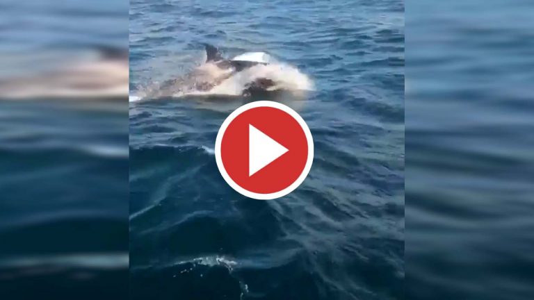Varias orcas destrozan el timón de un velero de la Armada Española