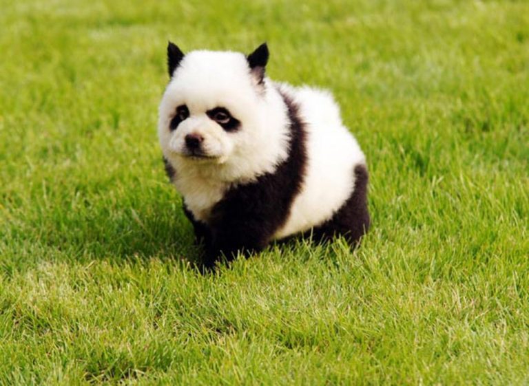 Los odiarás o amarás: los perros más raros del mundo