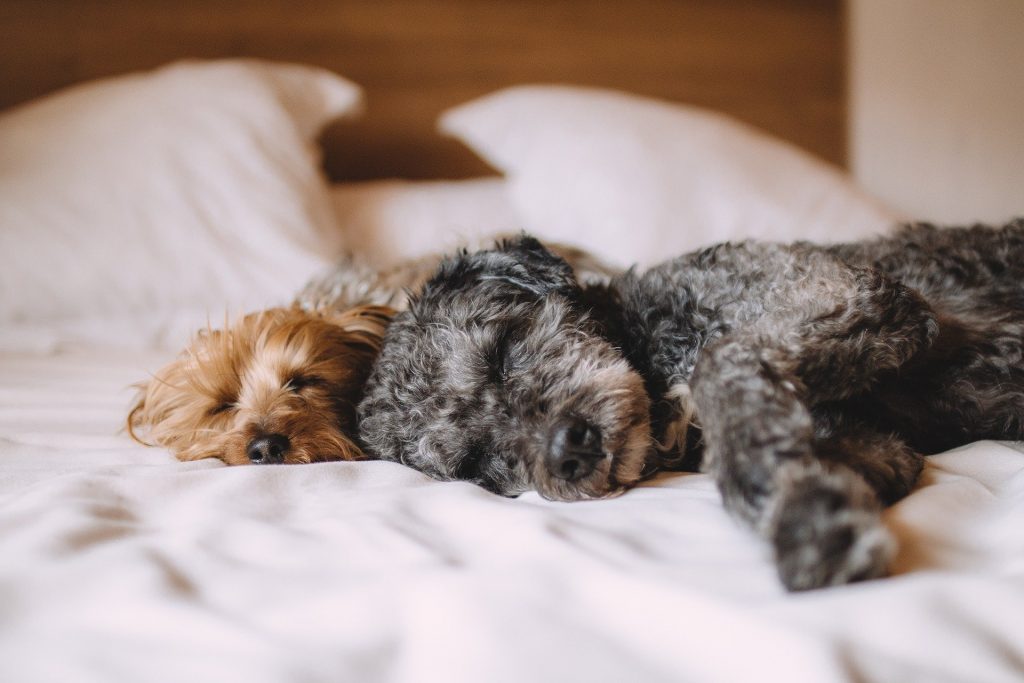 perro-cama