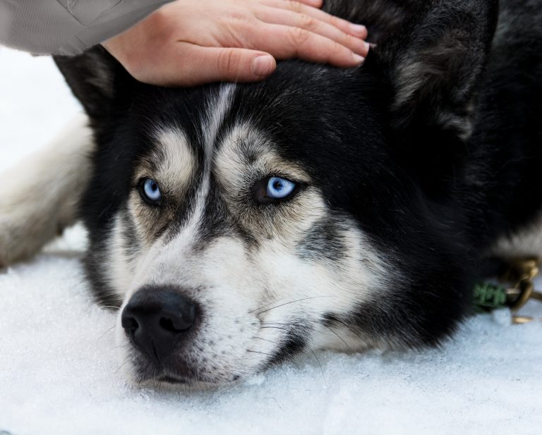 10 cosas que tu perro quería que supieras para ser el mejor dueño del mundo
