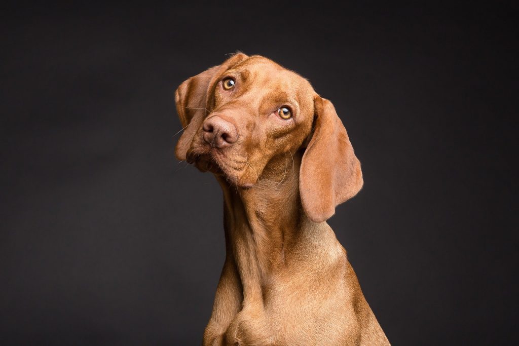 perro-rutina