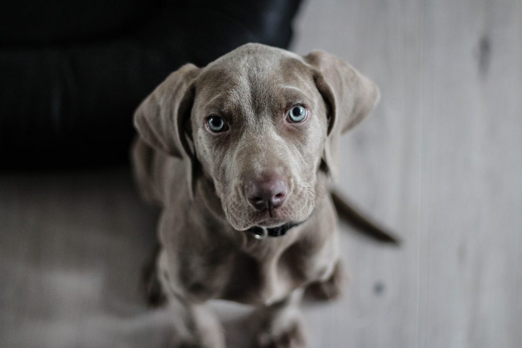perro-zurdi
