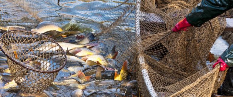 Sector pesquero pide una solución urgente para la comercialización del marrajo