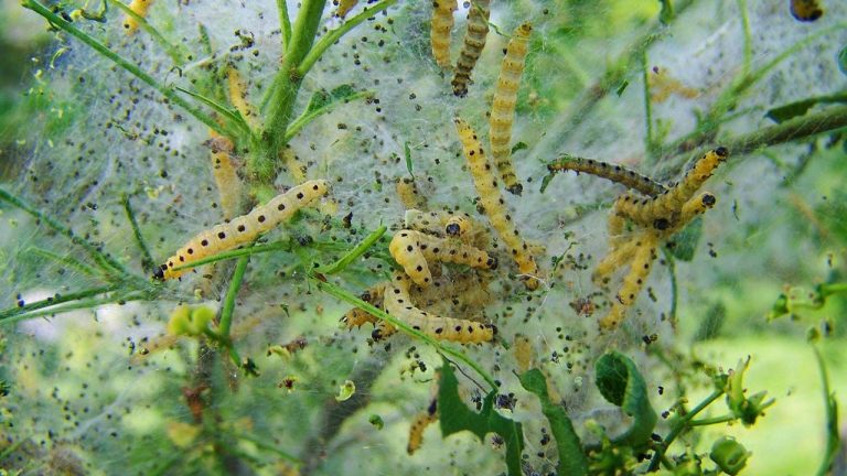 El CSIC y la UPV desarrollan una nueva tecnología contra las plagas