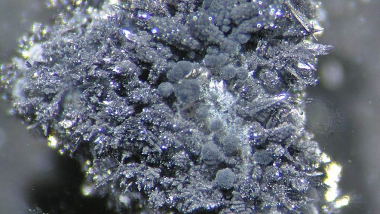 El plomo es una de las primeras causas de intoxicación en aves rapaces