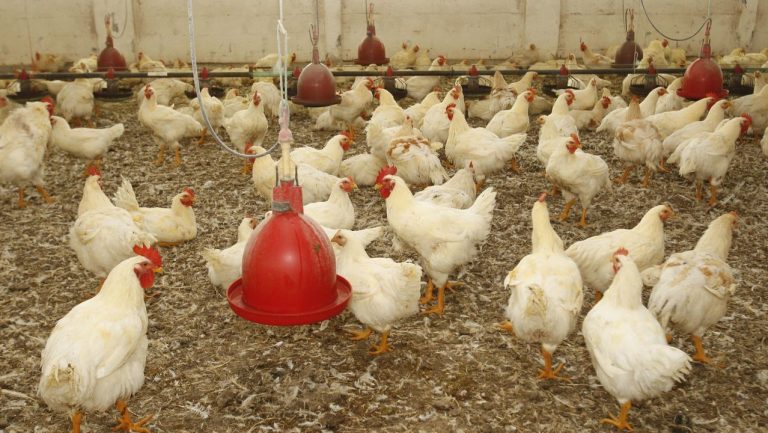 La interprofesional de la avicultura cree 