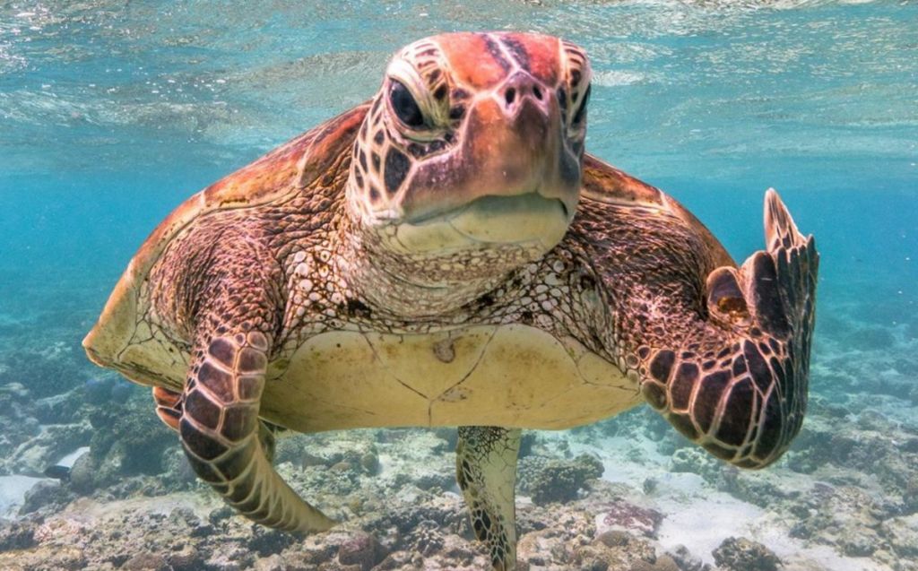 Las fotos más curiosas del Comedy Wildlife Photo Awards 4 Las fotos más curiosas del Comedy Widlife Photo Awards