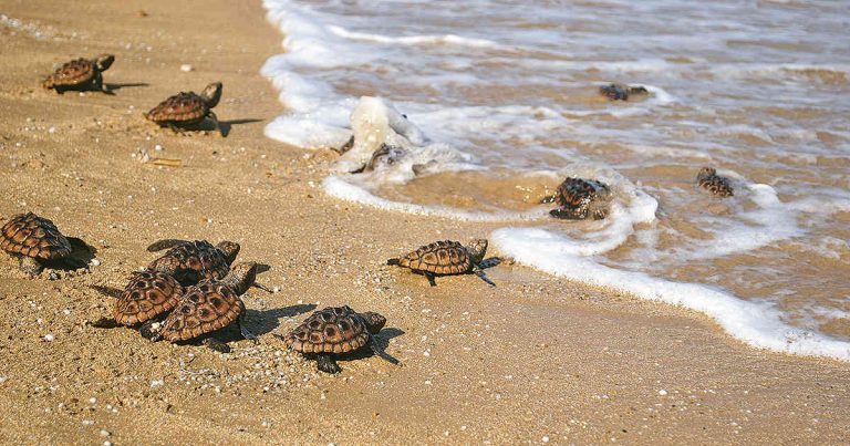 Nacen más de 60 tortugas marinas en Menorca