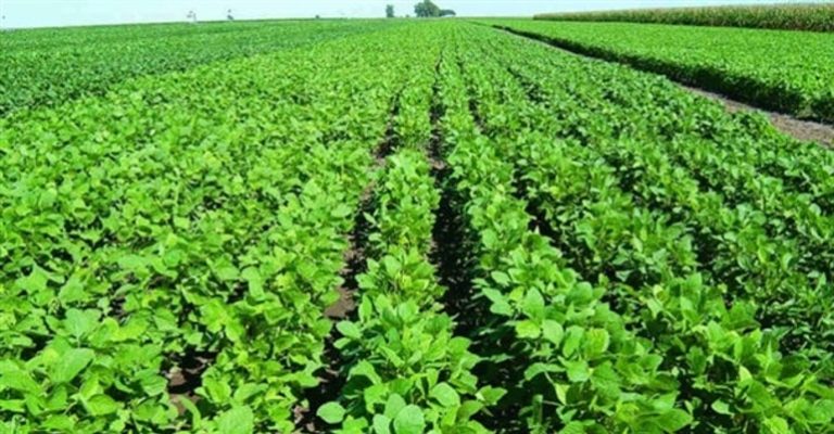 Estudio constata la urgencia de recuperar un 20% de los hábitats autóctonos en zonas agrícolas