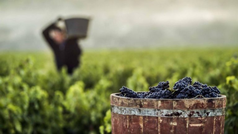 La vendimia culmina en Castilla-La Mancha con 23 millones de hectolitros recogidos