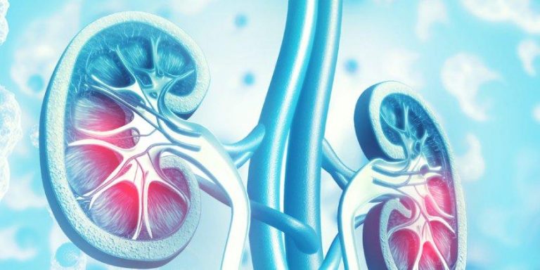 La CEU UCH lidera el proyecto europeo GoodRENal