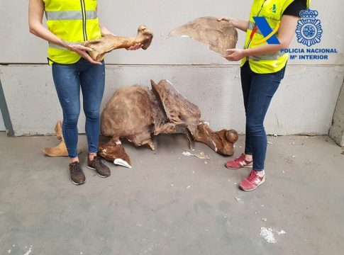Frustran en el Puerto de Valencia la importación ilegal de más de 4.000 fósiles de gran valor Frustran en el Puerto de Valencia la importación ilegal de más de 4.000 fósiles de gran valor
