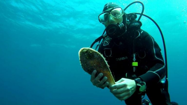 Localizados ocho ejemplares de nacra, prácticamente extinguida, en Mallorca y Menorca