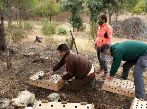 La Junta suelta perdices en el Parque de Despeñaperros para mejorar la biodiversidad La Junta suelta perdices en el Parque de Despeñaperros para mejorar la biodiversidad