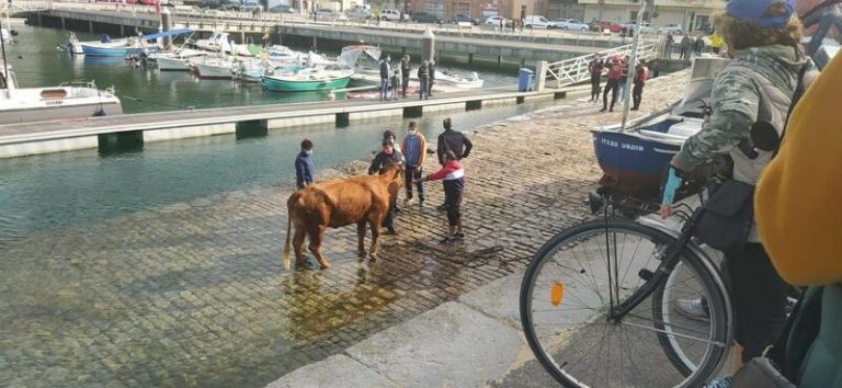Rescatan a una vaca que llevaba atrapada una semana en un acantilado