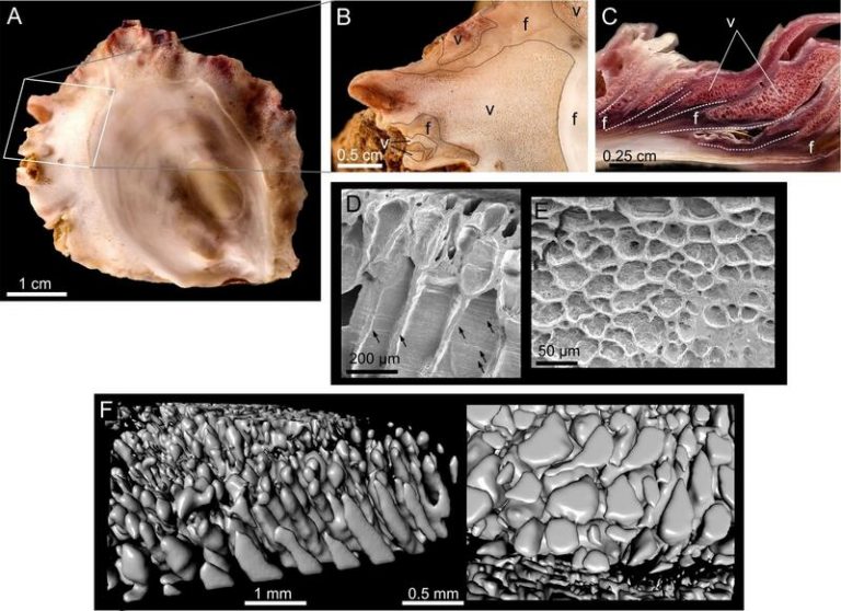 Las ostras producen materiales espumosos con una técnica parecida a impresión 3D