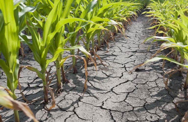Descubren el mecanismo que interrumpe el crecimiento de las plantas por falta de agua