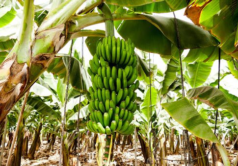 Banana plantation in the South of Tenerife, Canary Islands