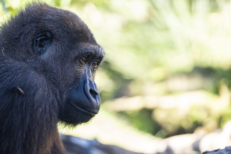 Ebo, el primer gorila nacido en Bioparc Valencia, cumple ocho años
