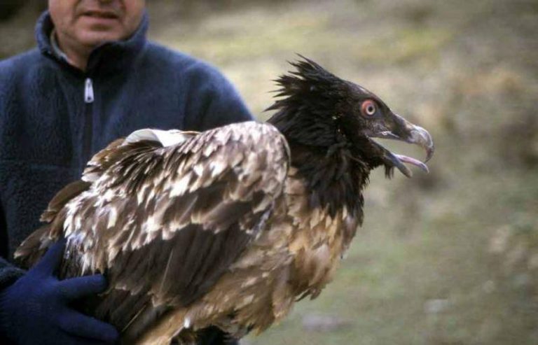 Rescatan a un quebrantahuesos electrocutado en Picos de Europa