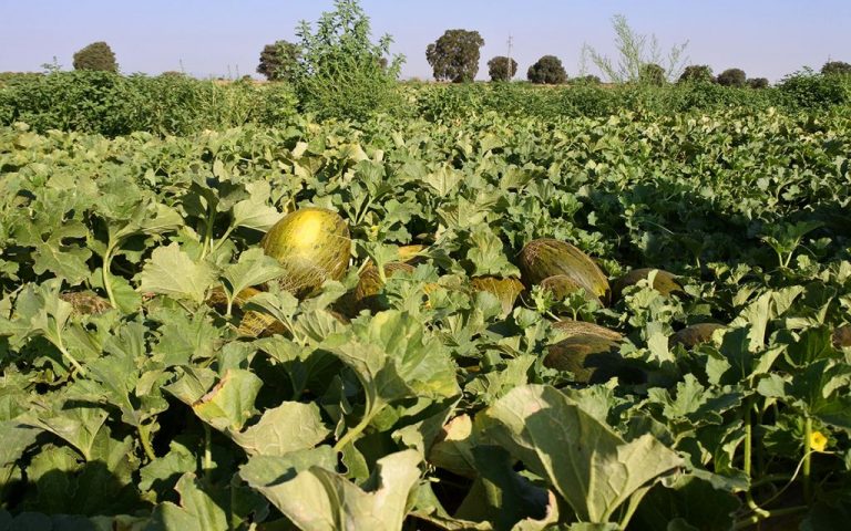 El Cilantro y la Caléndula mejoran la presencia de polinizadores en el cultivo del melón
