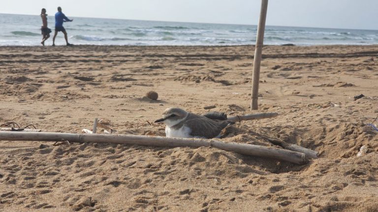 Un estudio advierte sobre la presencia de perros en las dunas de playas