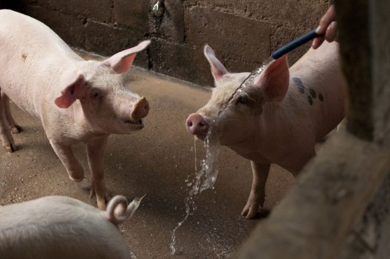 Un estudio apunta que se podría utilizar corazones de cerdos en humanos