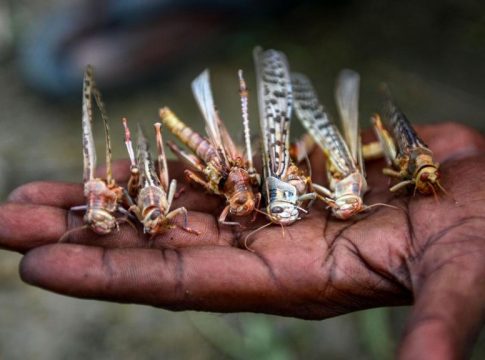 Enjambres de langostas Enjambres de langostas